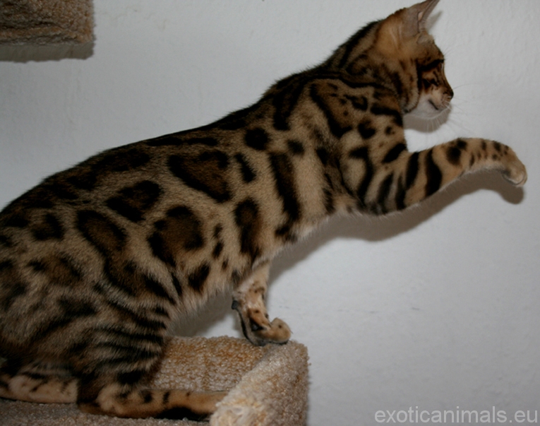 Купить кошку в беларуси. Бенгальский кот мини леопард. Шеврон бенгальский кот. Белорусская кошка.